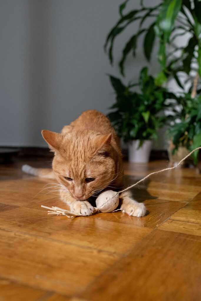homemade cat toy 