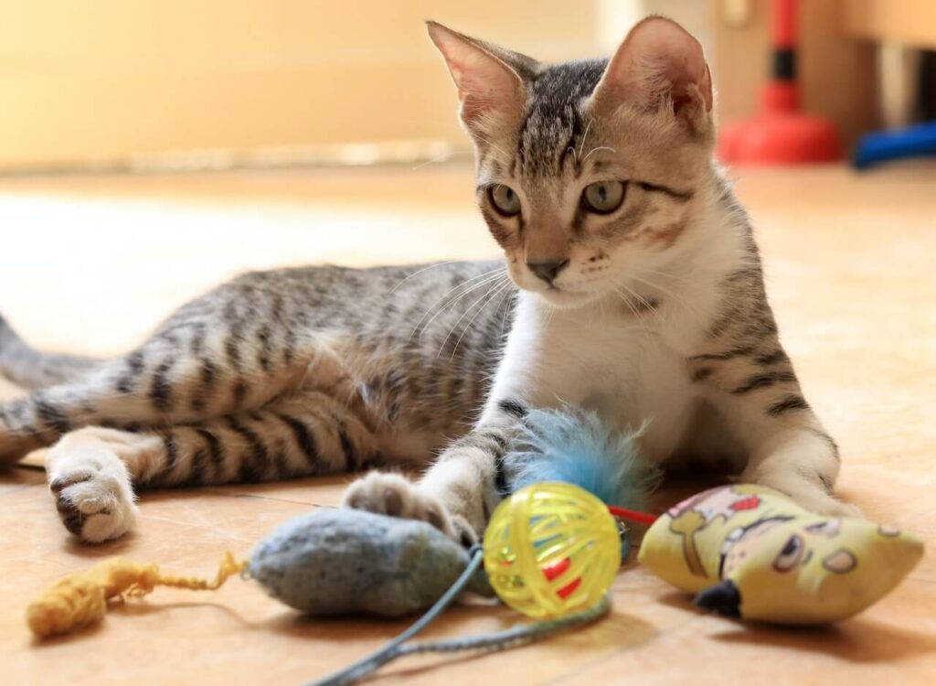 cat with interactive cat toys