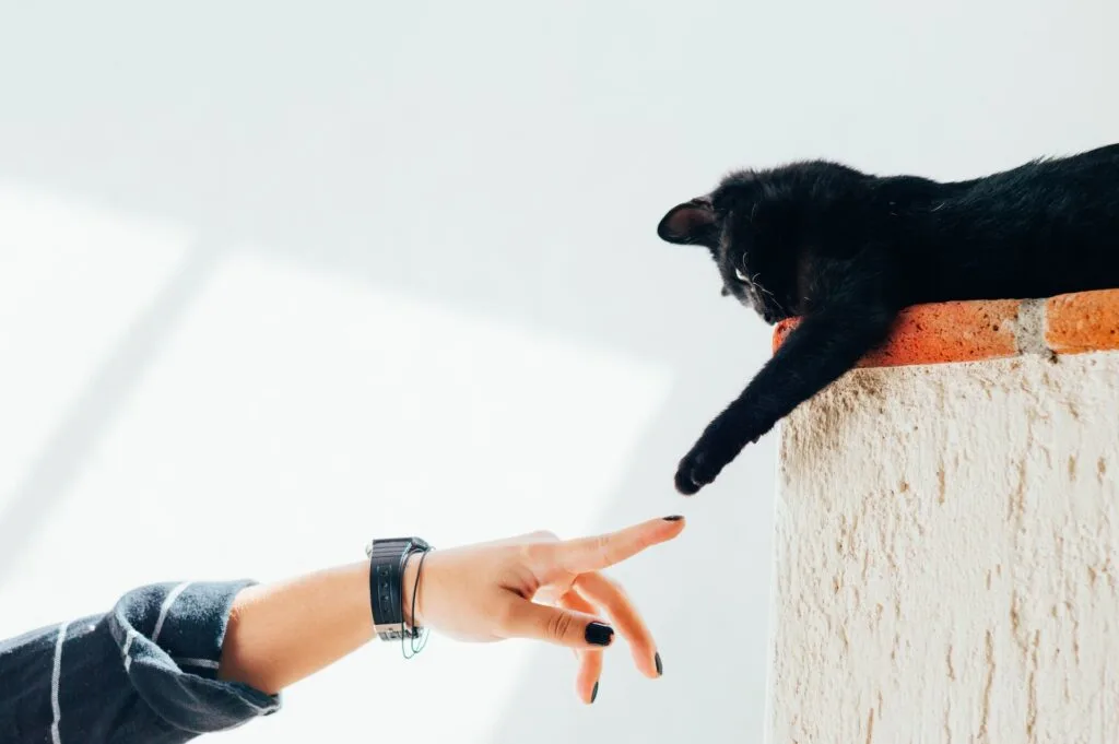 The Best Interactive Cat Toys For Bonding With Your Pet