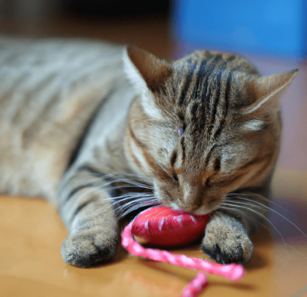 Best Cat Toys For Bored Cats To Keep Them Engaged