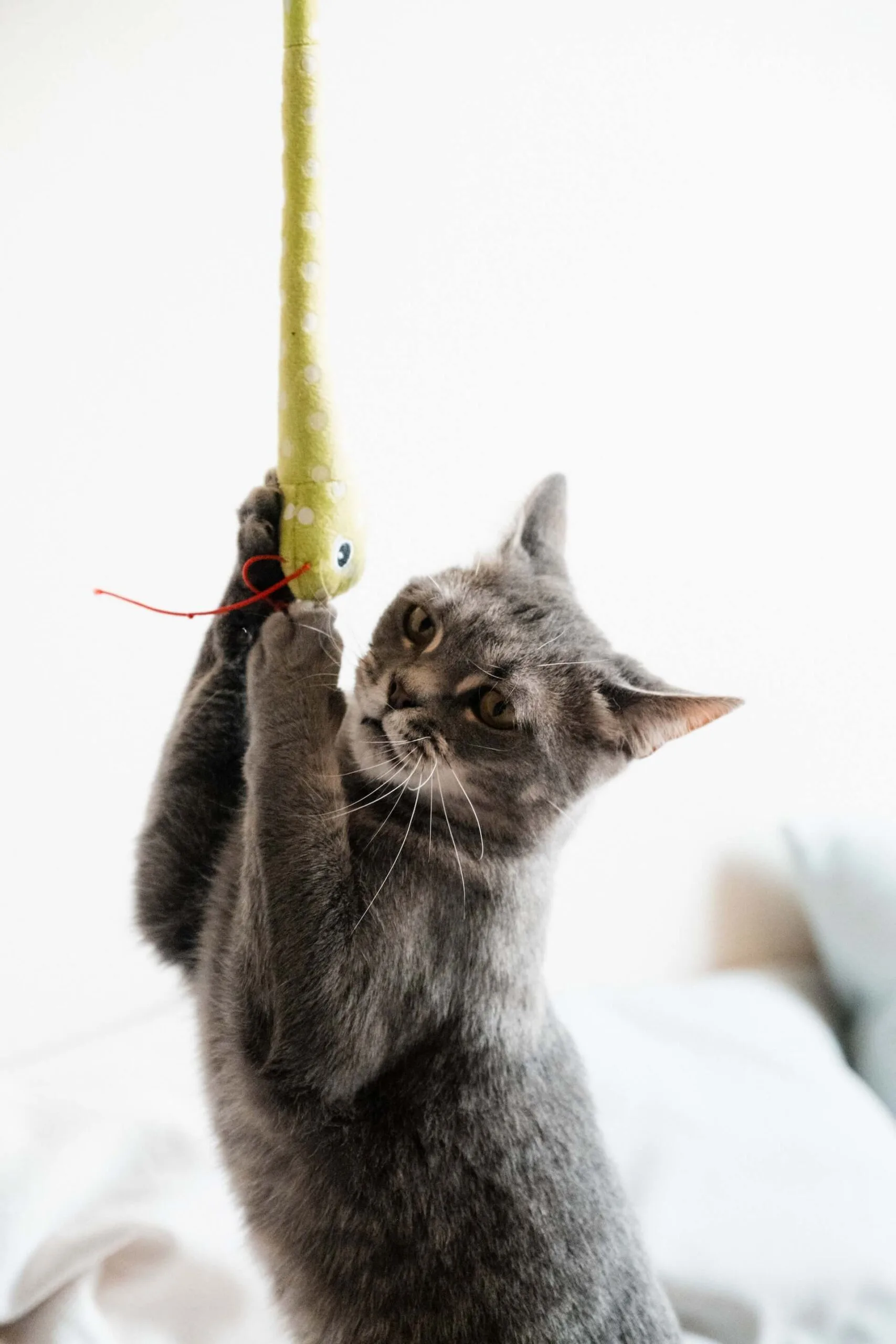 what to look for in high quality cat toys Featured image
