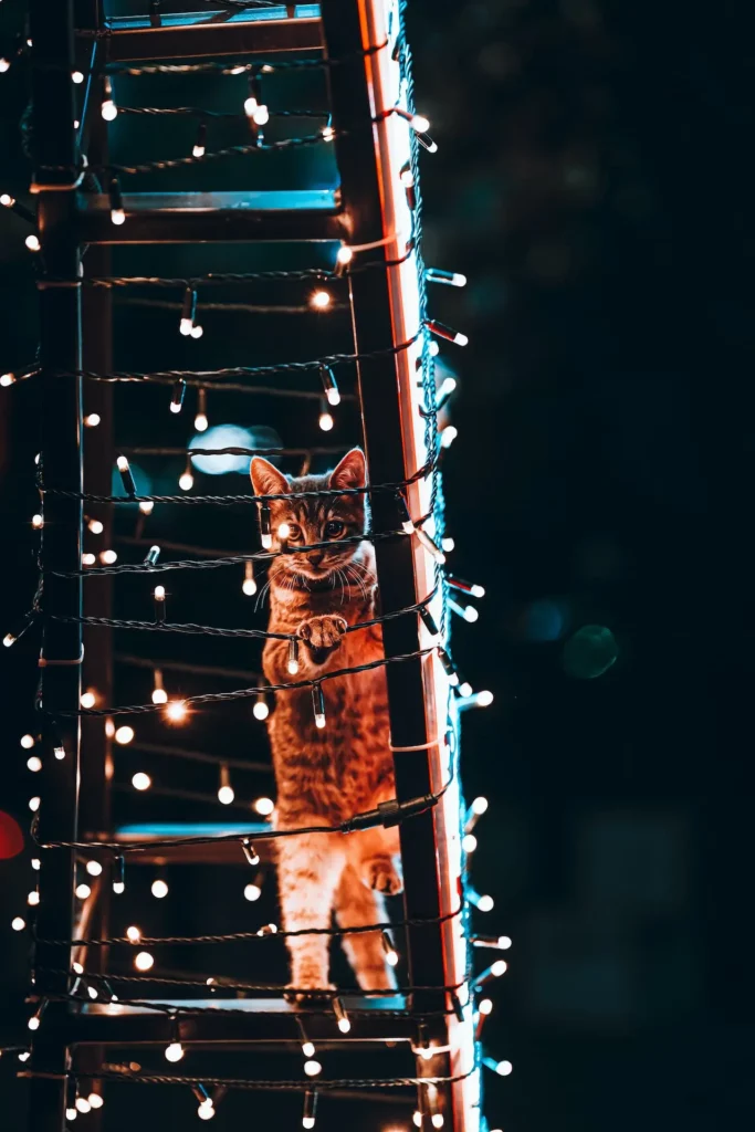 a cat playing with lights 
