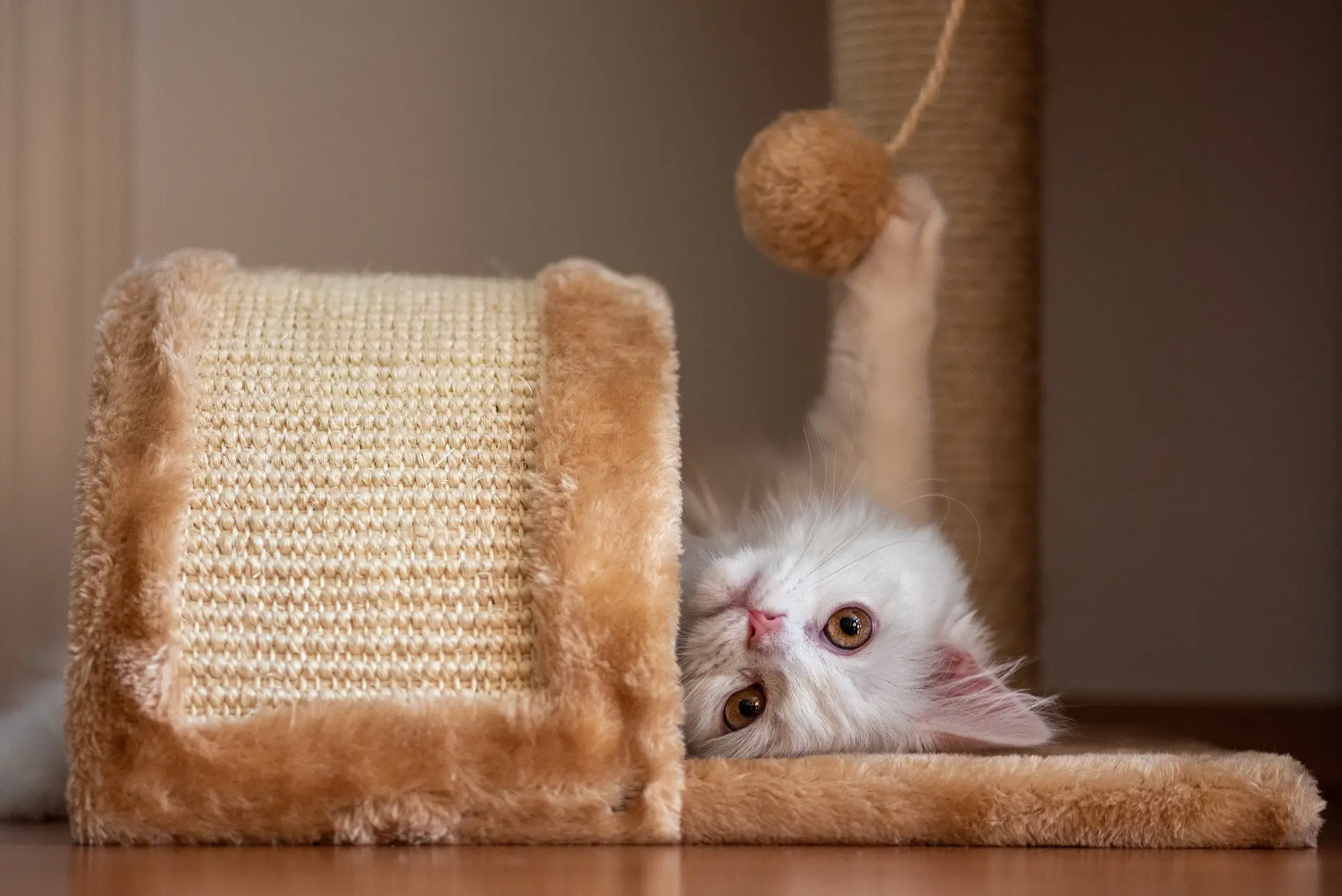 Tunnels, Cubes and Mats; Exploring Different Types of Cats Toys