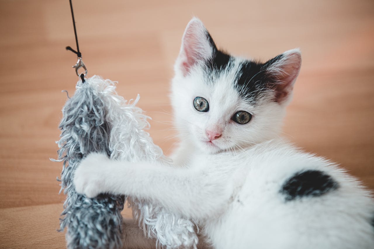 Why Do Cats Like Toys? The Science Behind Feline Fun