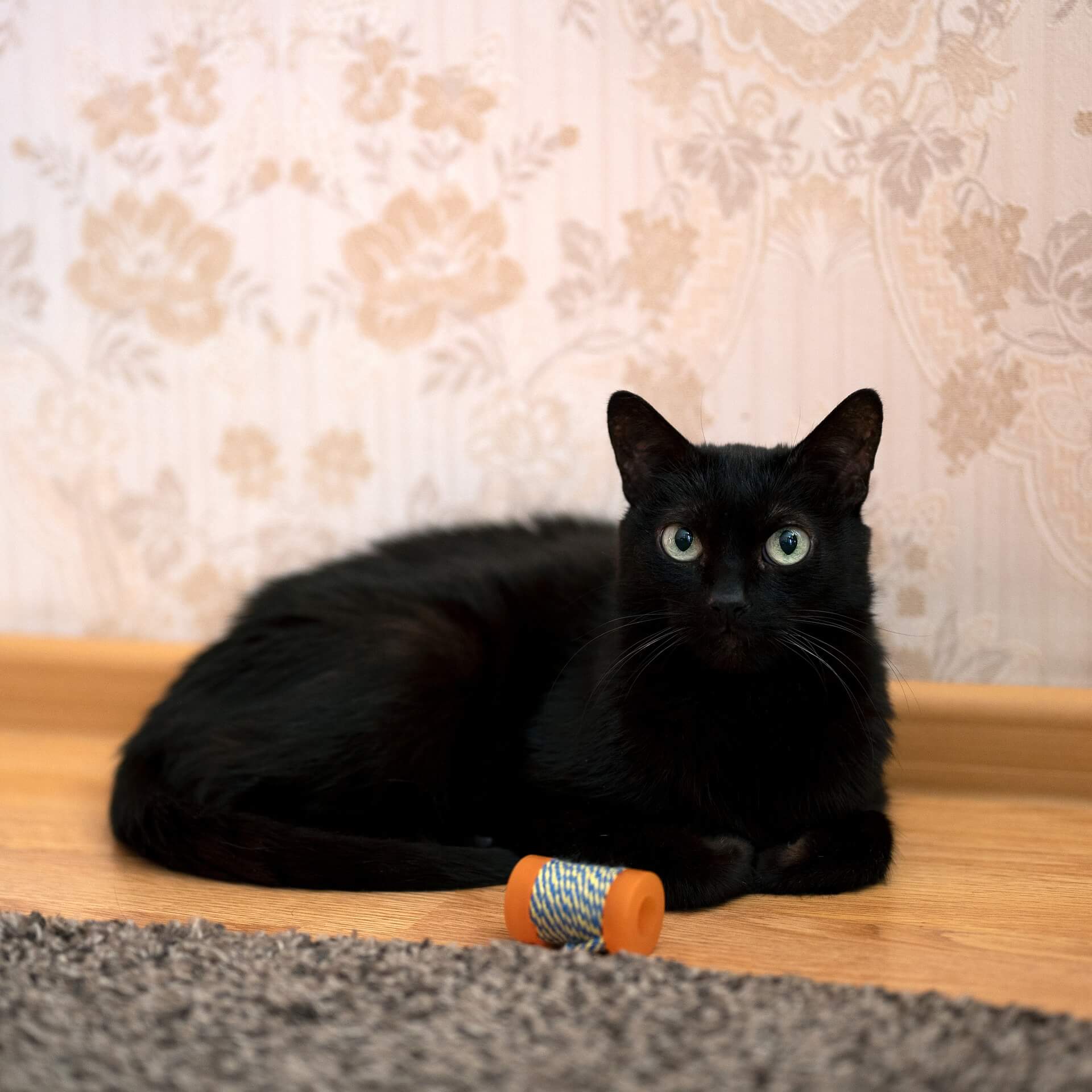 Cat Daddy Approved: Must-Have Toys for Your Bored Cat
